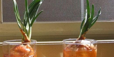 Kako uzgajati luk na prozorskoj dasci